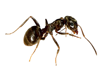 pembasmi semut