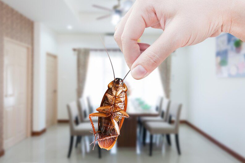 jasa pest control